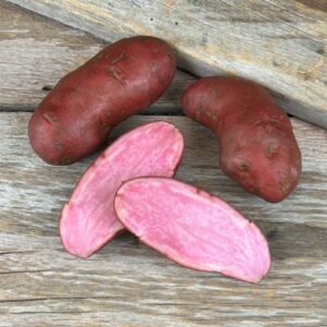 Amarosa Red Fingerling Seed Potato - Organic