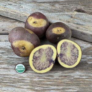 Jester Seed Potato - Organic