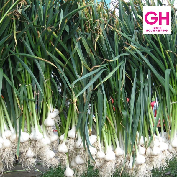 Music Organic Garlic Bulbs Good Housekeeping logo