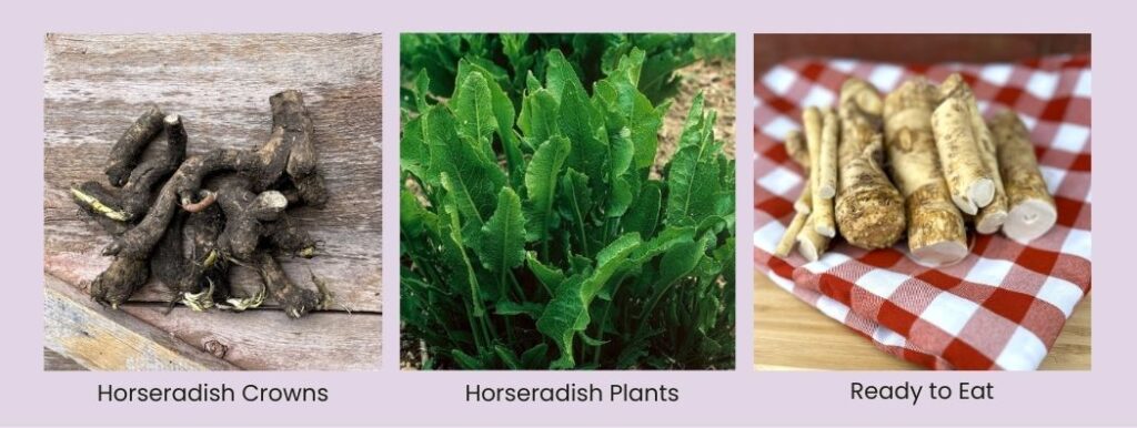 Horseradish Crowns Plants Keene Garlic