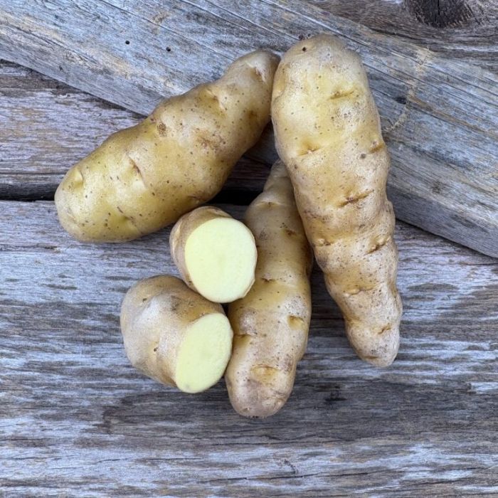 Makah Ozette Fingerling Seed Potato - Organic