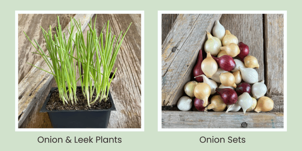 Onion & Leek Plants