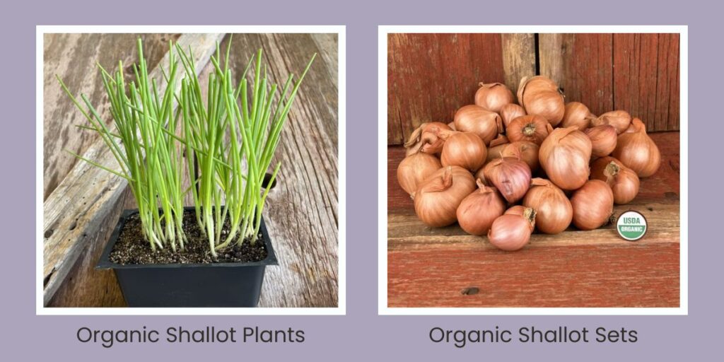 Organic Shallot Plants & Sets
