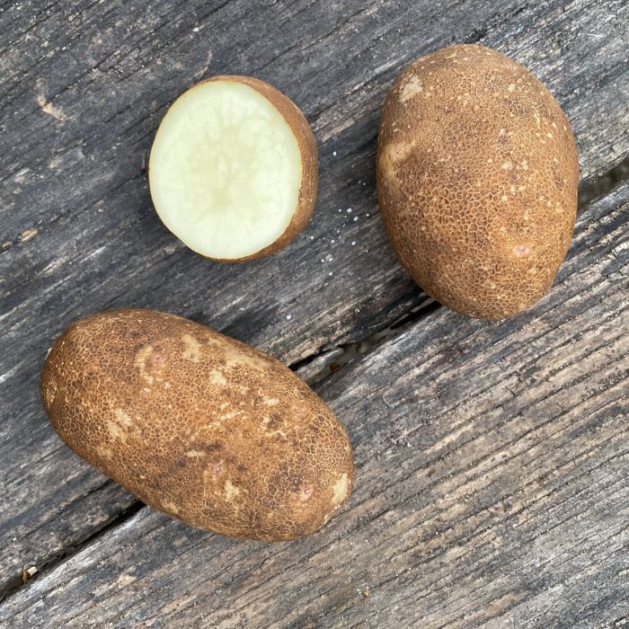 Russet Burbank Seed Potato - Organic