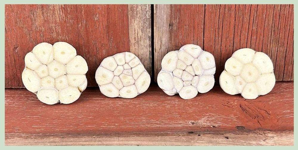 Softneck Garlic Array