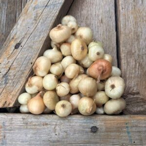 Golden Cipollini Onion Sets