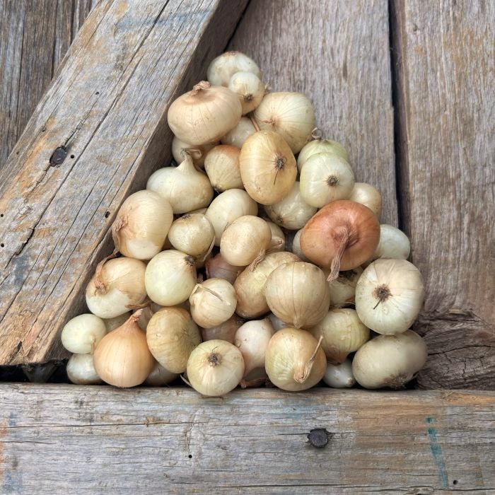 Golden Cipollini Onion Sets