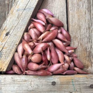 Monique Shallots – Spring Planting