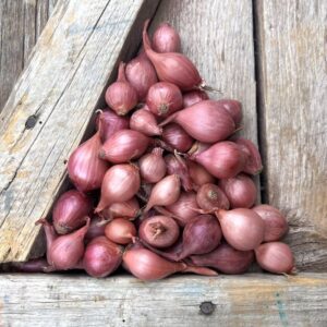 Nero Shallots – Spring Planting