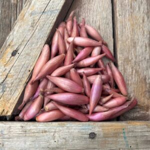 Roderique Shallots – Spring Planting