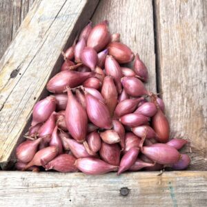 Rosanna Pink Onion Sets