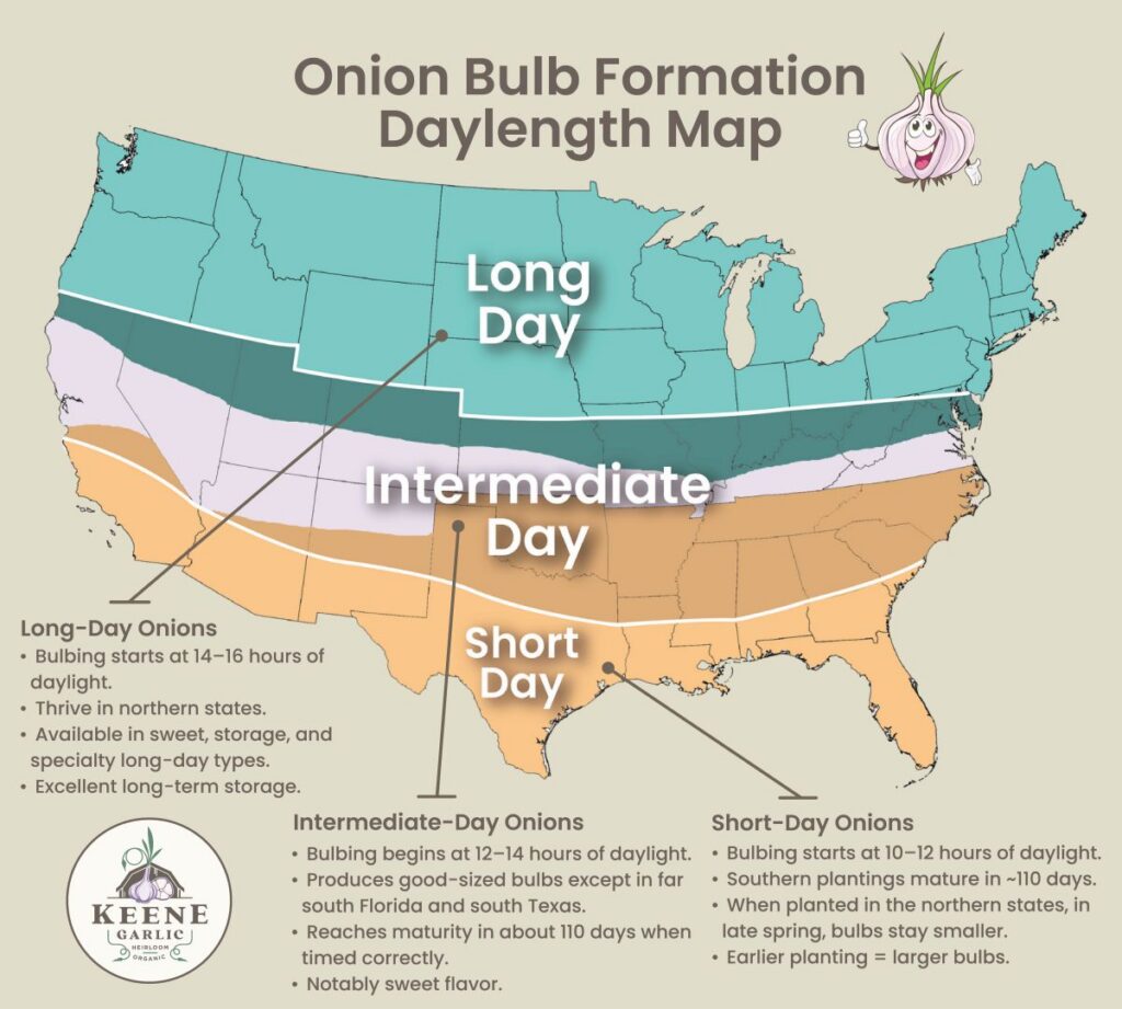 Onion Bulb Formation Daylength Map Keene Garlic