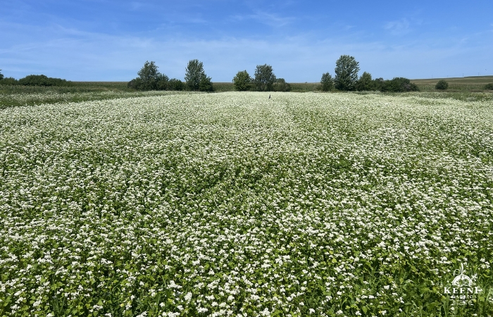 Cover Crop Field Keene Garlic