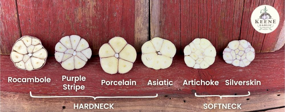 Variety Groups with Hardneck Softneck Keene Garlic