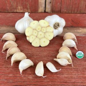 Sicilian Softneck Certified Organic Garlic Bulbs