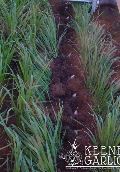 Planting garlic tips