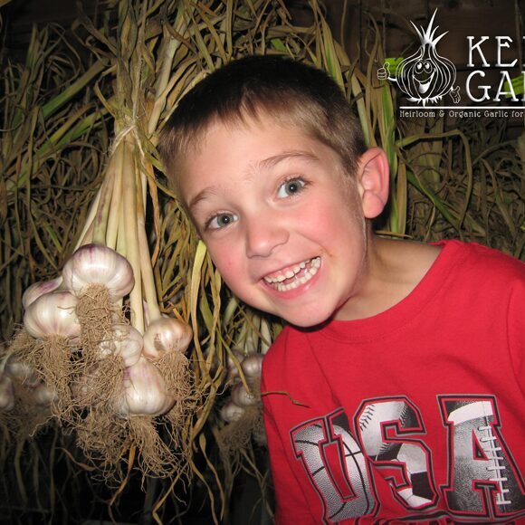 Curing garlic