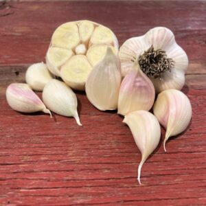 Heirloom Eating Garlic 