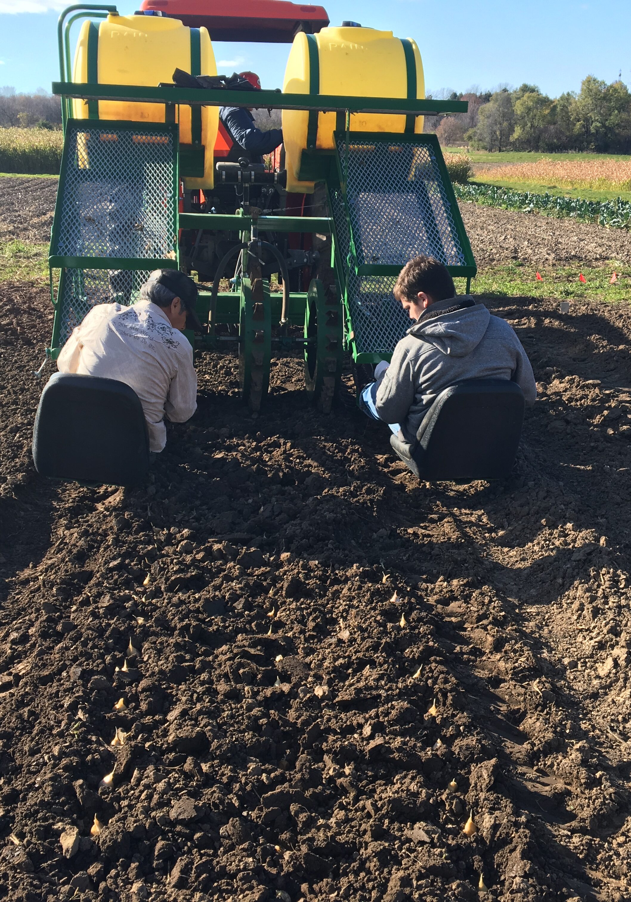 Fall Garlic Planting