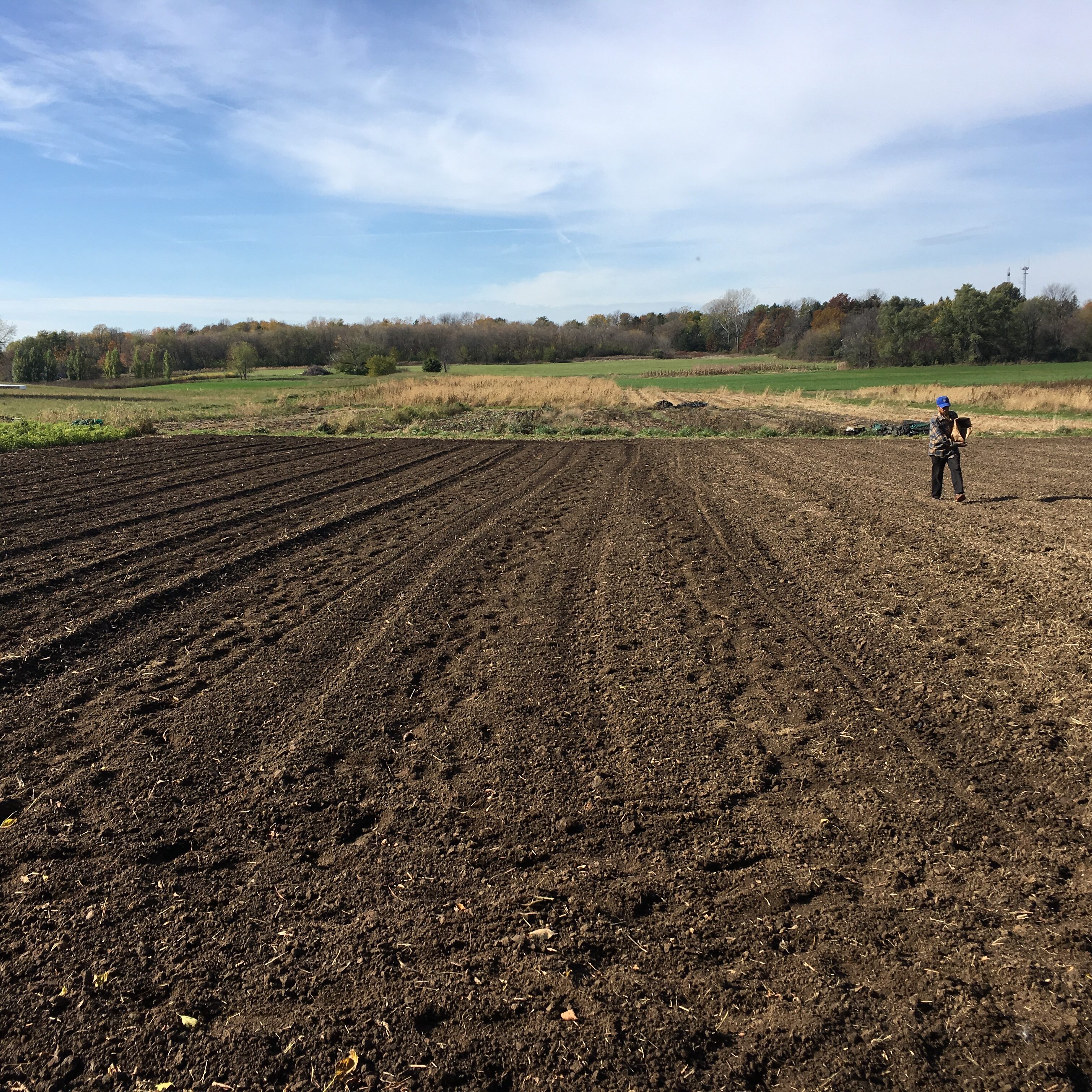 Keene Garlic Fertilizing Garlic in the fall before planting