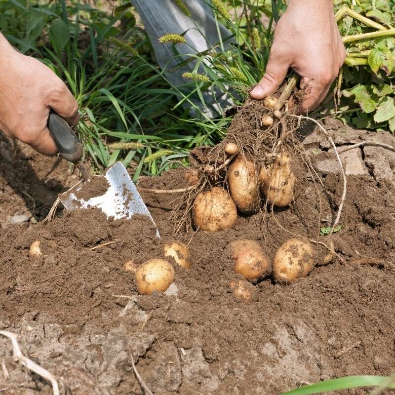 Spring Planting Potato