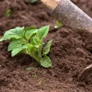 Potato Hilling
