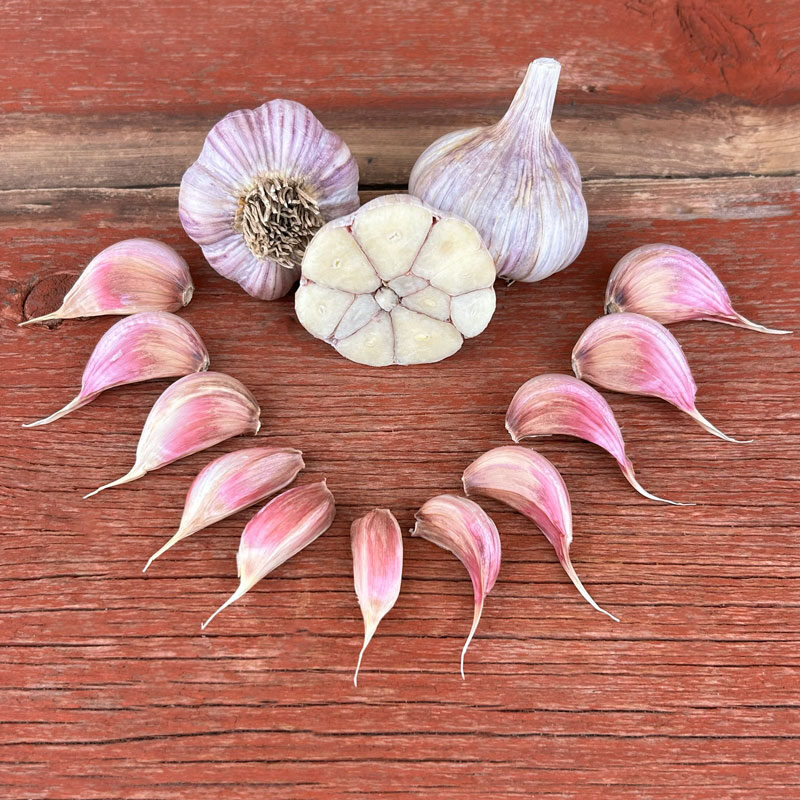 pehoski purple naturally grown planting garlic bulbs with cloves keene garlic