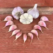 pehoski purple naturally grown planting garlic bulbs with cloves keene garlic